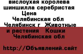 вислоухая королева -шиншилла серебристая › Цена ­ 12 000 - Челябинская обл., Челябинск г. Животные и растения » Кошки   . Челябинская обл.